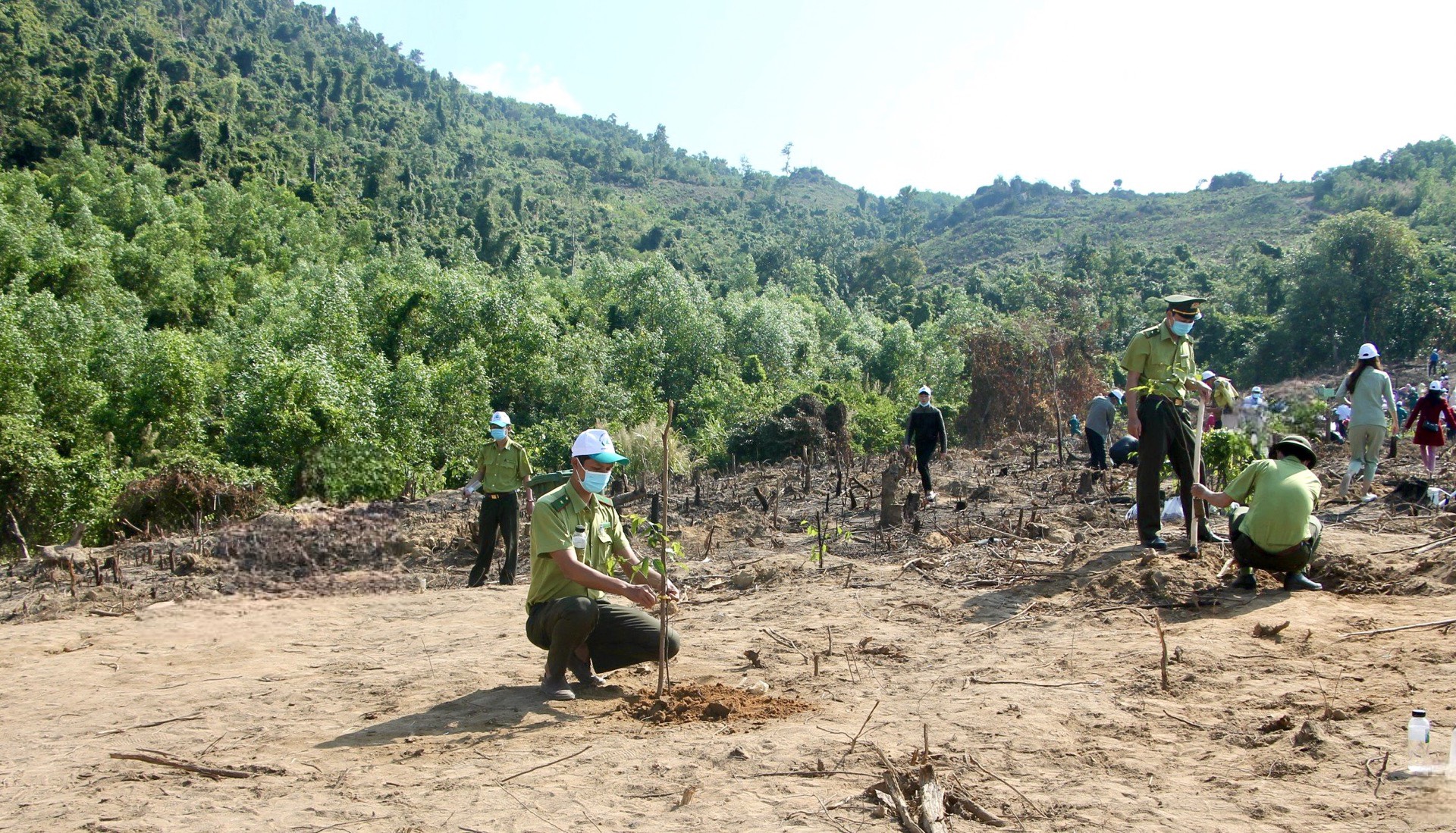 Giai đoạn 2024 - 2025, Khánh Hòa phấn đấu trồng mới gần 2.469 héc ta rừng